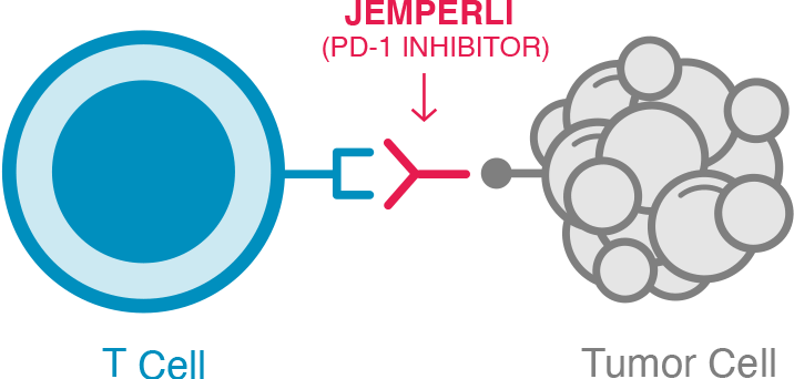 Activated T cell with JEMPERLI (dostarlimab-gxly) PD-1 Inhibitor